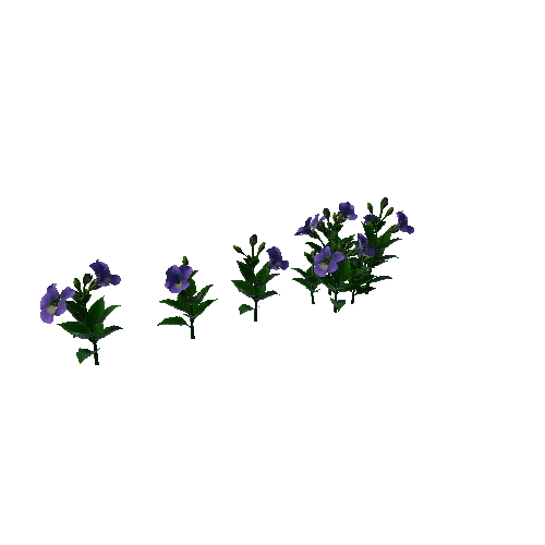 Flower Pansies3